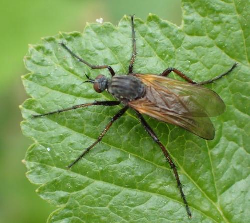 Empis tessellata